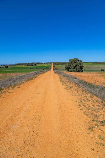 Landstraße Auf Dem Spanischen Land Inmitten Landwirtschaftlicher Felder Navarra Spanien — Stockfoto
