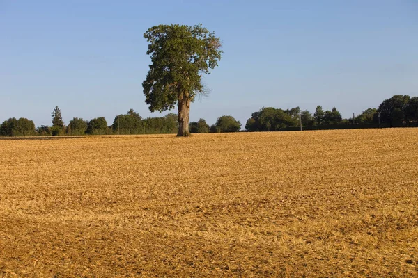 Одинокое Дерево Вершине Холма После Длительной Засухи Возле Касереса Эстремадура — стоковое фото