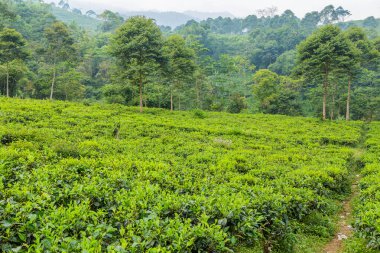 Sukabumi, Endonezya 'daki çay tarlalarında taze yeşil çay yaprakları.