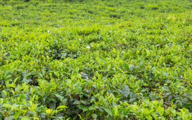 Sukabumi, Endonezya 'daki çay tarlalarında taze yeşil çay yaprakları.