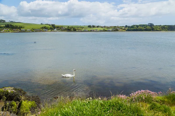 Grande Grupo Cisnes Reúnem Rosscarbery West Cork Irlanda — Fotografia de Stock