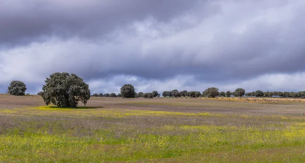 コルクオークの木と農業分野 ケルクサススーバー エストレマドゥーラ州 スペイン ヨーロッパ — ストック写真