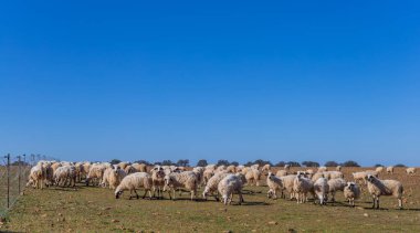 Koyunlar, Zamora kırsalında huzur içinde volta atıyorlar. İspanya