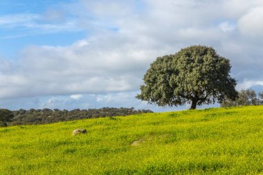 A lonely oak in the middle of the pasture in Extremadura. Spain