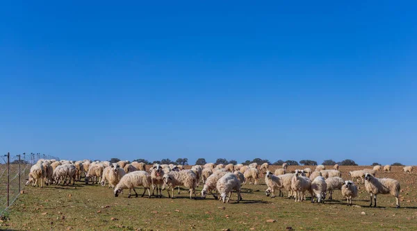 Schafe Die Friedlich Auf Den Feldern Der Landschaft Von Zamora — Stockfoto