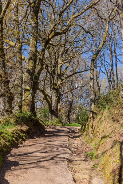 Vägen Camino Santiago Pilgrimsfärd Korsar Grön Skog — Stockfoto