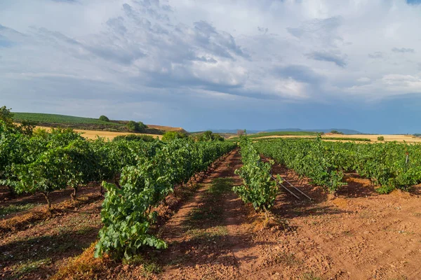 Vineyards Beautiful Valley Pamplona Northern Spain — стоковое фото