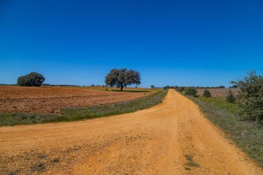 İspanya 'nın kırsal kesiminde tarımsal alanlar arasında kırsal yol. Navarra, İspanya