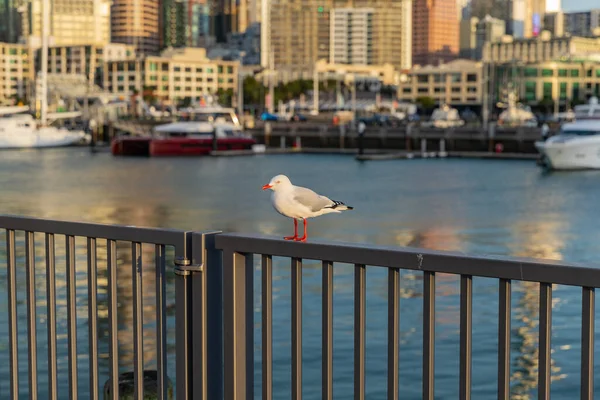 Koncentrálj Magányos Sirálymadárra Akinek Homályos Háttere Auckland Kikötőjéről Zéland — Stock Fotó