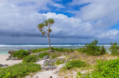 Port Vila, Vanuatu, Melanezya yakınlarındaki Efate Adası sahilinde büyüyen Pandanus ağaçları
