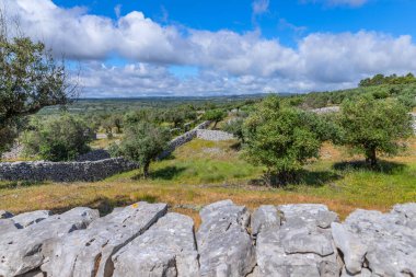 Portekiz 'in Fatima bölgesindeki tarlalar arasında zeytin ağaçları