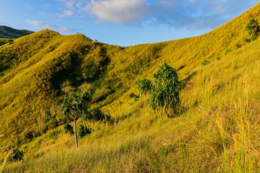 Nacula Adası bitki örtüsünün tepesi, Yasawa Adaları, Fiji, Güney Pasifik