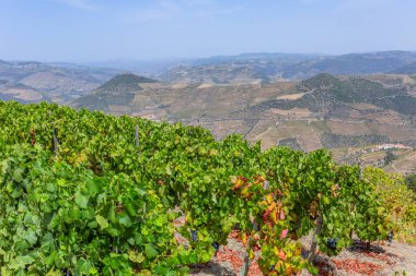 Sarmaşıkta olgun siyah üzümler. Portekiz 'deki Douro Nehri vadisi Pinhao yakınlarında.