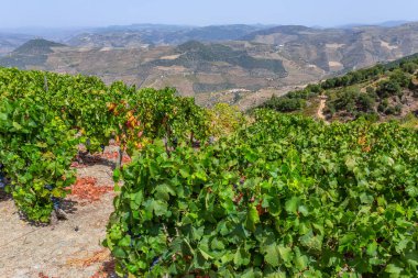 Sarmaşıkta olgun siyah üzümler. Portekiz 'deki Douro Nehri vadisi Pinhao yakınlarında.