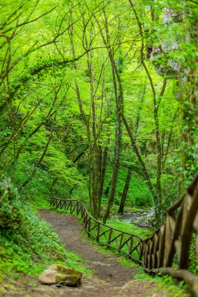 Path Forest Tuorno Savoia Lucania Basilicata Italy — Stock Photo, Image