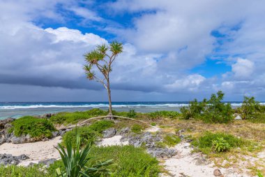 Port Vila, Vanuatu, Melanezya yakınlarındaki Efate Adası sahilinde büyüyen Pandanus ağaçları