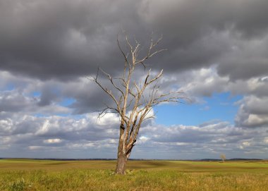 Yalnız ağaç Güney Portekiz'in alentejo gruptaki 