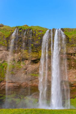 Güzel Seljalandsfoss Şelalesi Yazın güneşli bir günde İzlanda 'da yeşil çimen tarlasıyla.