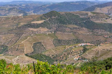 Pinhao 'daki Douro Vadisi, Vila Real, Portekiz