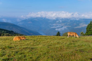 Camino de Santiago patikası boyunca Grandas de Salime 'de inekler, Asturias, İspanya