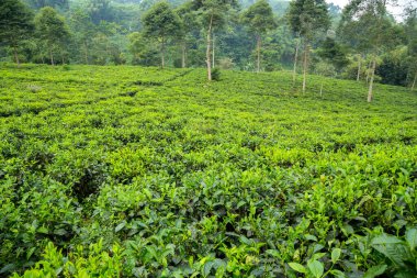 Sukabumi, Endonezya 'daki çay tarlalarında taze yeşil çay yaprakları.