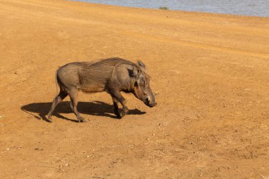 Doğal parktaki bir yaban domuzu, Senegal 'deki Djoudj.