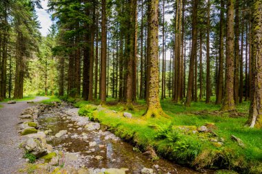 Gündüz vakti yosun ve çimlerle kaplı sihirli bir çam ağacı ormanı. County Cork, İrlanda