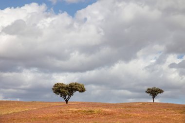 Güney Portekiz alentejo gruptaki ağaçlar
