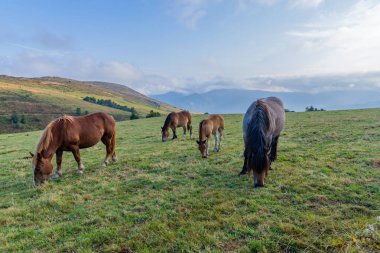 Atlar Grandas de Salime 'de Camino de Santiago patikası boyunca, Asturias, İspanya