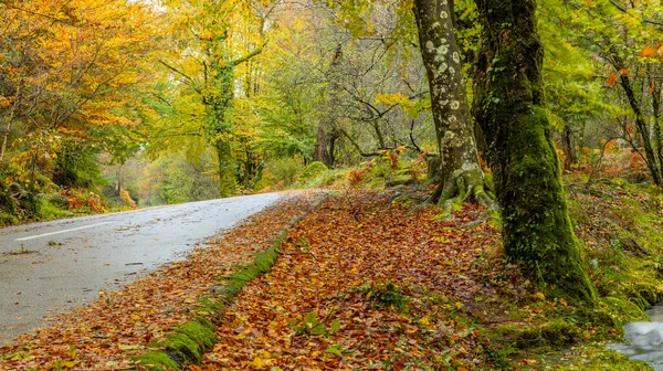 Jesień Krajobraz Parku Narodowym Geres Portugalia Zdjęcia Stockowe bez tantiem