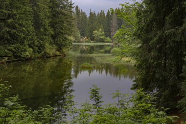 Dağ gölü ve küçük gölü olan çam ormanı. Slovakya