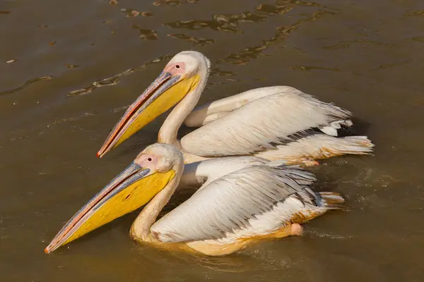 Pelicans Djoudi National Park Reserve Senegal Obraz Stockowy
