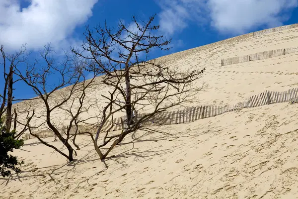 Híres Dune Pyla Legmagasabb Homokdűne Európában Pyla Sur Mer Franciaország Jogdíjmentes Stock Fotók