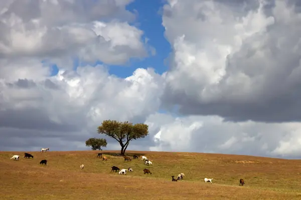 在葡萄牙南部的Alentejo农场里 一棵孤零零的树和羊群在一起 图库照片