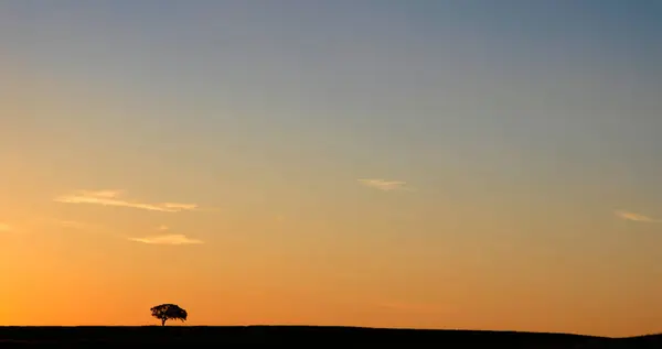 Baum Allein Bei Sonnenuntergang Typische Landschaft Des Portugiesischen Alentejo Stockbild