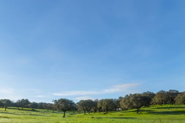 Cork oak trees (Quercus suber) in the landscape, Extremadura, Spain, Europe