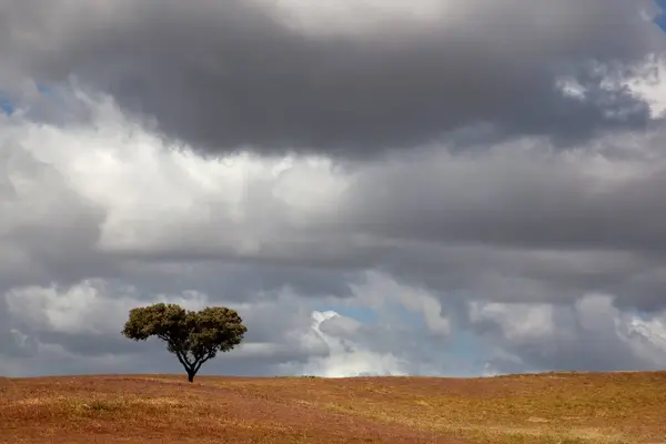 波尔图加尔南部的Alentejo农场里的一棵孤零零的树 免版税图库照片