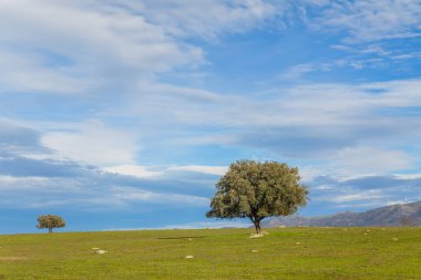 A lonely oak in the middle of the pasture in Extremadura. Spain