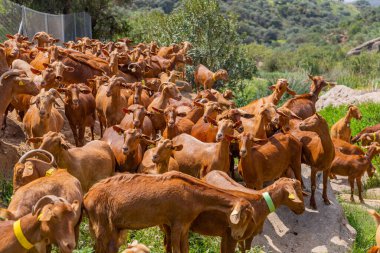 Granada, İspanya: Endülüs, Granada, İspanya 'da bir çiftlikte keçiler