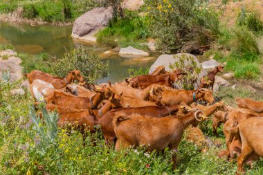 Granada, İspanya: Endülüs, Granada, İspanya 'da bir çiftlikte keçiler