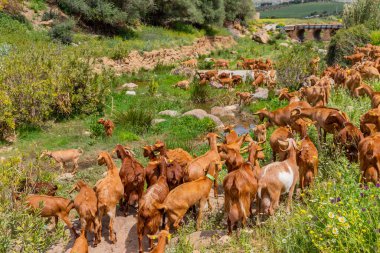 Granada, İspanya: Endülüs, Granada, İspanya 'da bir çiftlikte keçiler