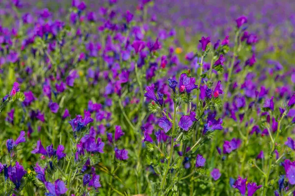 stock image purple flowers in the field