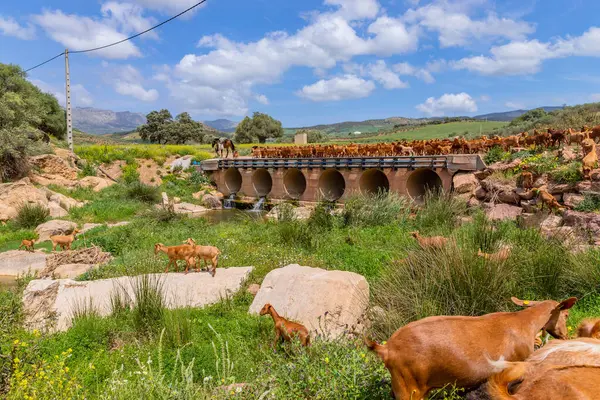 stock image Goats in a farm in Andalucia, Granada, Spain