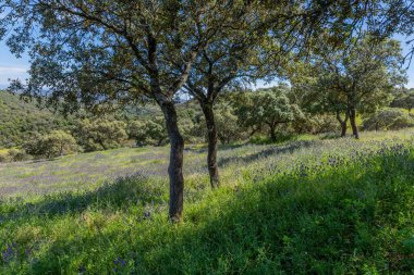 Granada, Endülüs, İspanya 'nın dışındaki bir çiftlikte yabani bitki ve ağaçların olduğu bir tarla.