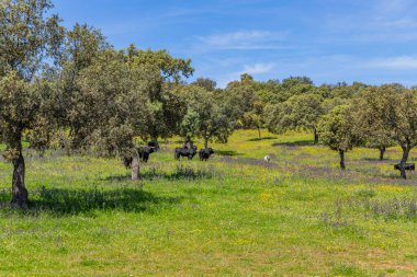 Granada, Endülüs, İspanya yakınlarındaki bir boğa çiftliğinde (boğa güreşi için) kara boğalar