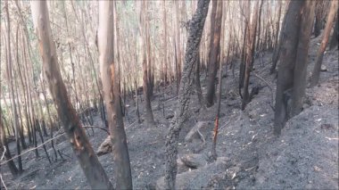 Peneda Geres Ulusal Parkı yakınlarındaki tepelerde yangın çıktı. Kuzey Portekiz.