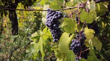 Minho 'nun manzaralı tepelerinde üzüm bağları Portekiz' in kırsal kesimlerinde kaliteli şarap üretiyor..