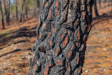 Doku çam ağacı kabuğu, ayrıntılı çekim. Doğal çam ağacı kabuğu soyut arkaplan