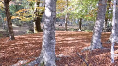 Mata da Albergaria 'da sonbahar ormanı, Geres Ulusal Parkı, Portekiz