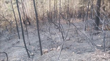 Peneda Geres Ulusal Parkı yakınlarındaki tepelerde yangın çıktı. Kuzey Portekiz.